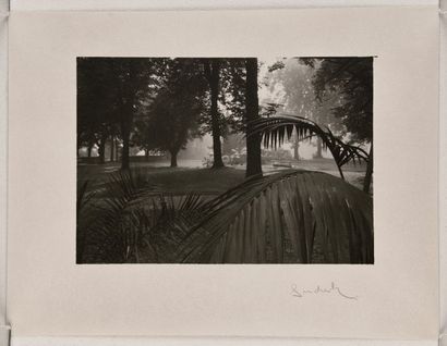 null Palmier dans le Jardin Royal (Palm tree in Castle Gardens), 1942
Épreuve argentique...