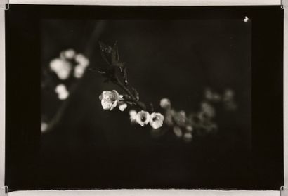 null Fleurs de pommier (Apple tree blossoms), 1968
Grande épreuve argentique d'époque...