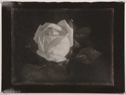 null Rose blanche (A White rose), 1967
Grande épreuve argentique d'époque avec marges...