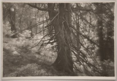 Dans la forêt (In the forest), 1949
Tirage...