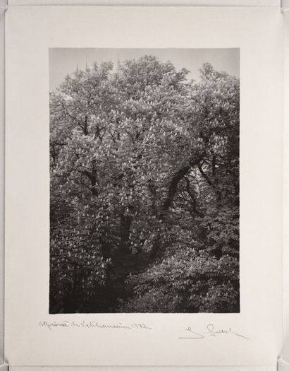 null Étude d'un marronnier en fleurs (Horse chestnut tree in bloom), 1972
Épreuve...