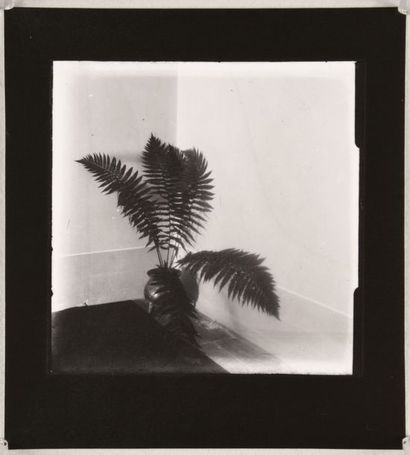 null Étude de fougère dans un coin du studio (Study of a fern in the corner of the...