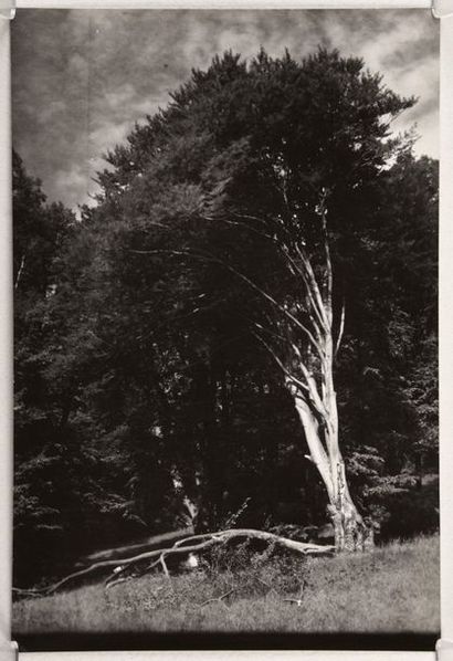 null Étude d'arbre, Bohême (Tree study, Bohemia), 1920-1930
Épreuve argentique d'après...