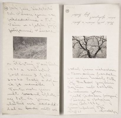 null Études d'arbre (Tree studies), 1961
Deux épreuves contact d'époque avec grandes...
