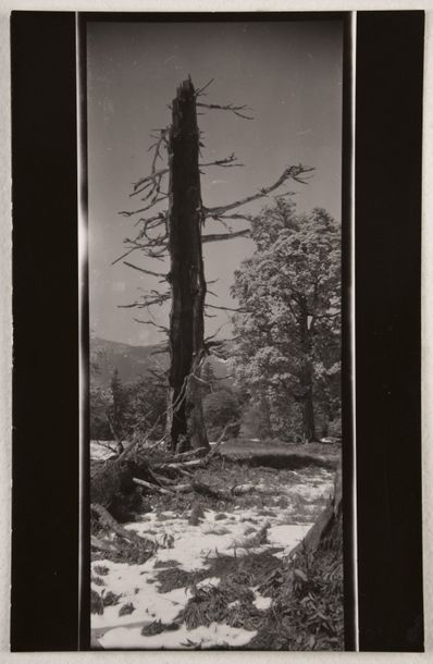 null Arbre foudroyé, Mionsi (Blasted tree, Mionsi), 1952-1967
Épreuve contact sur...