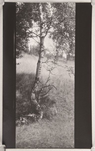 null Étude d'arbre (Tree study), 1952-1966
Épreuve argentique contact sur papier...