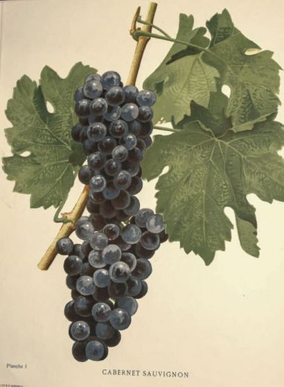 DAUREL (Joseph) Les Raisins de cuve de la Gironde et du Sud-Ouest de la France. Description...