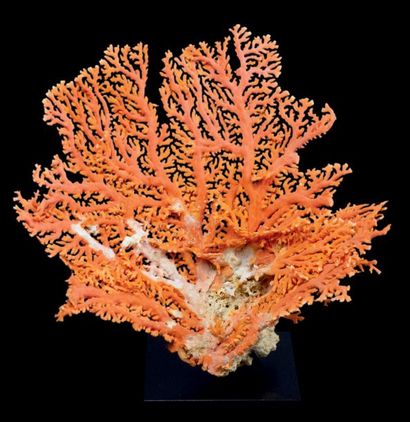 null CORAIL - DISTICHOPORA SP.
H. 35 cm - L. 35 cm
Annexe II/B