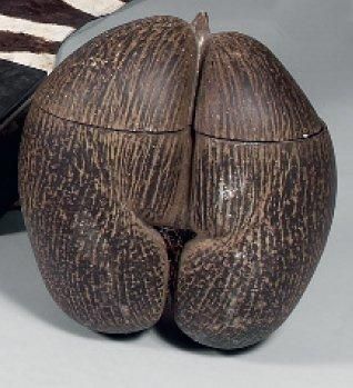 null COCO-FESSE Fruit d'un palmier que l'on trouve exclusivement sur l'île de Praslin...