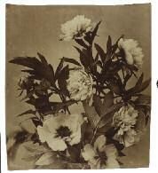 ADOLPHE BRAUN (1812-1877) Étude de fleurs Paris, circa 1855 Épreuve albuminée d'après...