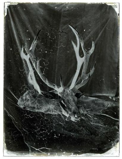CERCLE DE CHARLES NÈGRE (1820-1880) Dépouille de cerf aux grands bois en plein soleil...
