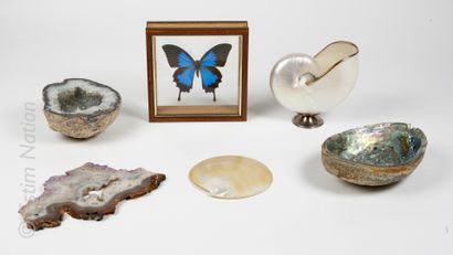 CABINET DE CURIOSITE Set comprising: 

- Butterfly Ulysses naturalized in its natural...