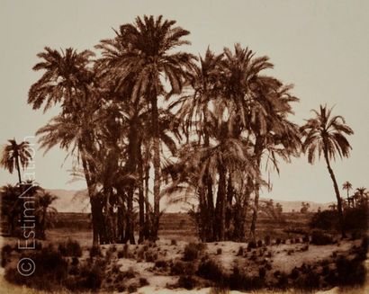 Félix TEYNARD (Français, 1817-1892) Karnak - Group of date palms seen from point...