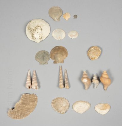 Fossiles Réunion d'environ vingt fossiles de coquillage des périodes Eocène, Miocène...