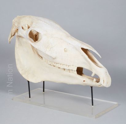 ZOOLOGIE Crâne de cheval domestique (Equus Caballus Domesticus)

Sur un socle rectangulaire...
