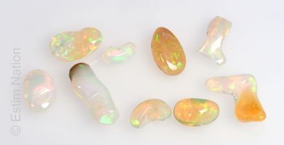 LOT D'OPALES ARLEQUIN ET EXAMEN Lot of paper-cut harlequin opals in cabochon. Total...