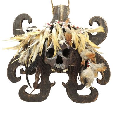 BORNEO* Trophée DAYAK composé d'un crâne, bois et plumes.
Borneo.
Ht: 41; Larg: 38...