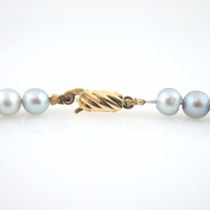COLLIER PERLE GRISE Collier composé de perles grises. Fermoir à cliquet en or jaune...