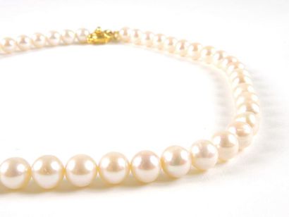 COLLIER PERLES Collier composé de perles d'eau douce (diam: 8/8,5mm). Fermoir mousqueton...