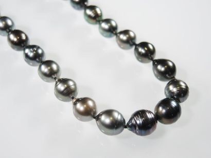 Collier Perles de Tahiti Collier en chute composé de 55 perles de Tahiti. Fermoir...