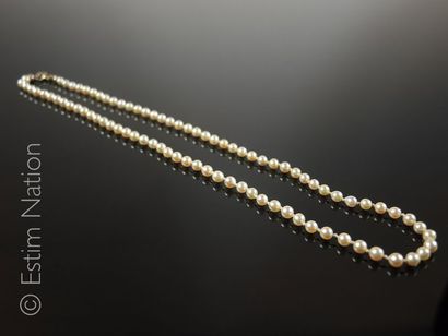 Collier de perles de culture Collier composé de petites perles de culture. Fermoir...