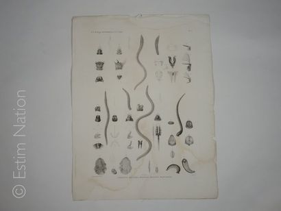 DESCRIPTION DE L'EGYPTE-BONAPARTE Léodices,55 x 70 cm,deuxième édition chez Panckoucke...