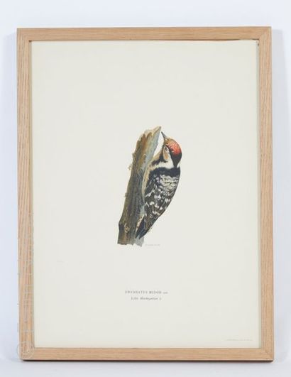 HISTOIRE NATURELLE Ensemble de 4 lithographies en couleurs sur le thème des oiseaux...