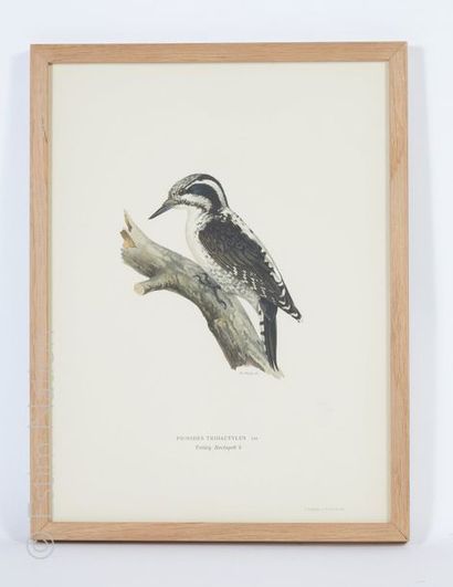 HISTOIRE NATURELLE Ensemble de 4 lithographies en couleurs sur le thème des oiseaux...