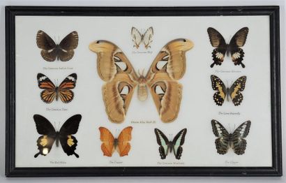 PAPILLONS Collection de papillons dans un cadre comprenant les specimen suivants...