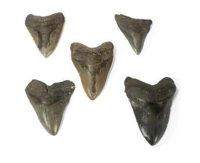 null Ensemble de cinq dents de mégalodon carcharodon fossilisées.

Âge du Pliocène....
