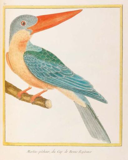 BUFFON. - MARTINET. [Histoire naturelle des oiseaux]. Recueil de 1008 planches en...