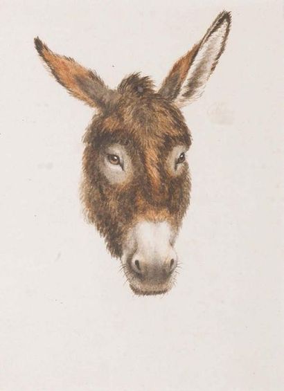 ECOLE FRANCAISE DU XIXème siècle Donkey
's head Nib and black ink, black, grey and...