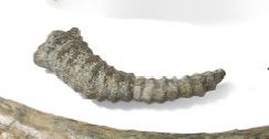 - Corne fossilisee de carpin
Caprinae sp....