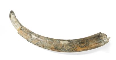 - Défense de mammouth fossilisée
Mammuthus...
