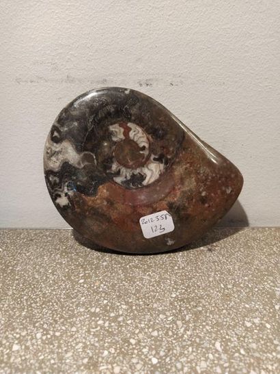 null Ammonite fossilisée.

L. 14,5 cm