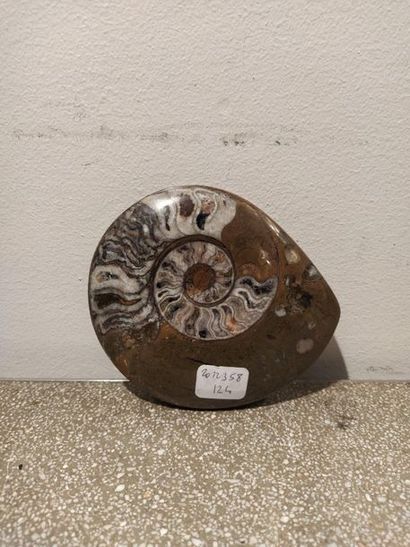 null Ammonite fossilisée.

L. 11 cm