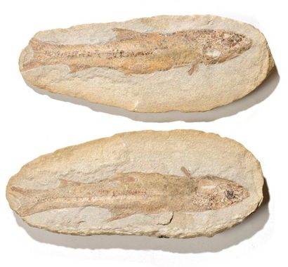 Poisson fossile de Madagascar

Beau spécimen,...