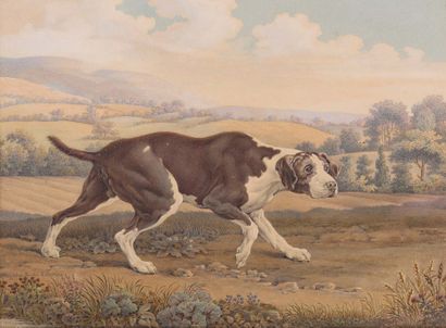 Johann Michael Von HERMANN (1793-1855) Le chien de chasse du Comte Esterhazy Plume...