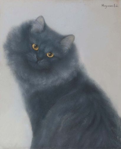 Edmond-Alphonse-Joseph HOYOIS (1882-1981) Portrait d'un chat persan Pastel. Signé...