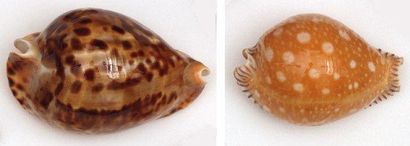 null 1 CYPRAEA GUTTATA (Philippines) et 1 CYPRAEA VERCOI GOLDEN FORM (Ouest Aust...