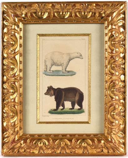 null The brown bear and the polar bear

Engraving in colors. 

Inscribed lower left...