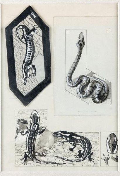 ECOLE FRANÇAISE, 1ÈRE MOITIE DU XXÈME SIECLE Étude de reptiles et de batraciens amphibiens....