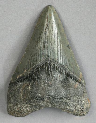 null DENT DE REQUIN FOSSILISEE H. 7,5 cm