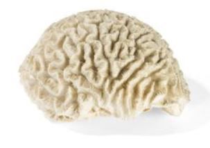 null Bloc de corail, cerveau de Neptune

Diploria labyrinthiformis CITES II (18/01/1990),...
