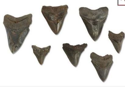 null Lot de sept dents de mégalodon carcharodon

Age du Pliocène. Floride, USA. de...