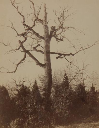 EUGÈNE CUVELIER (1837-1900) Étude d'arbre, vers 1860 Tirage albulminé monté sur carton....