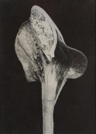 ALBERT RENGER-PATZSCH (1897-1966) Spécimens botaniques, vers 1920 Six (6) tirages...