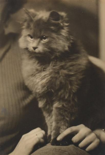 Arnold Genthe (1869-1942) Chat persan, vers 1920 Tirage argentique avec virage. Taille:...