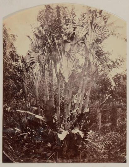 Désiré Charnay (1828-1915) Étude de palmier (Ravenal), Madagascar, vers 1863 Tirage...