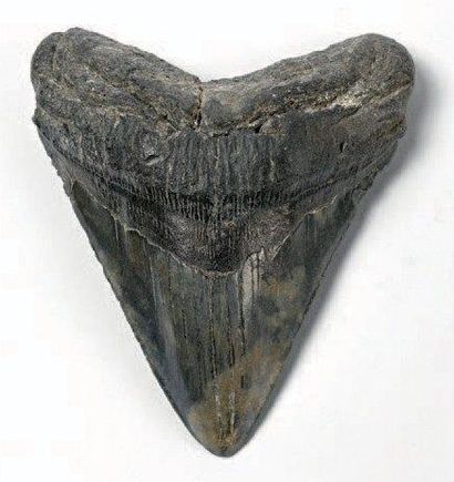 null DENT DE MEGACELACHUS Megalodon Miocène de Caroline du Sud USA H. 13 L. 11,5...